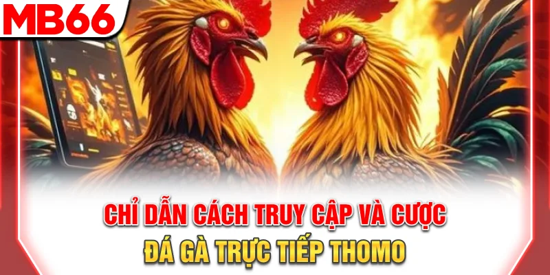 Đá Gà Trực Tiếp Thomo: Xem Livestream 4K Và Mẹo Cược 2026 8 Chỉ dẫn cách truy cập và cược đá gà trực tiếp Thomo
