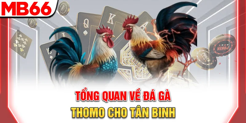 Tổng quan về đá gà Thomo cho tân binh
