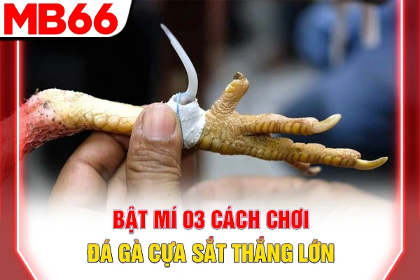 Bật mí 03 cách chơi đá gà cựa sắt thắng lớn